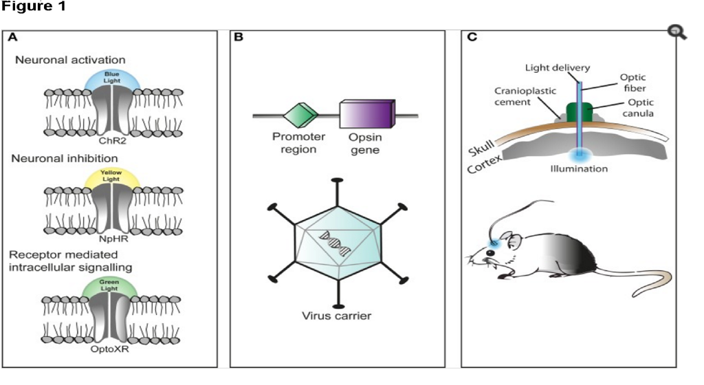 Optogenetic_stimulation_consists_of_several_steps